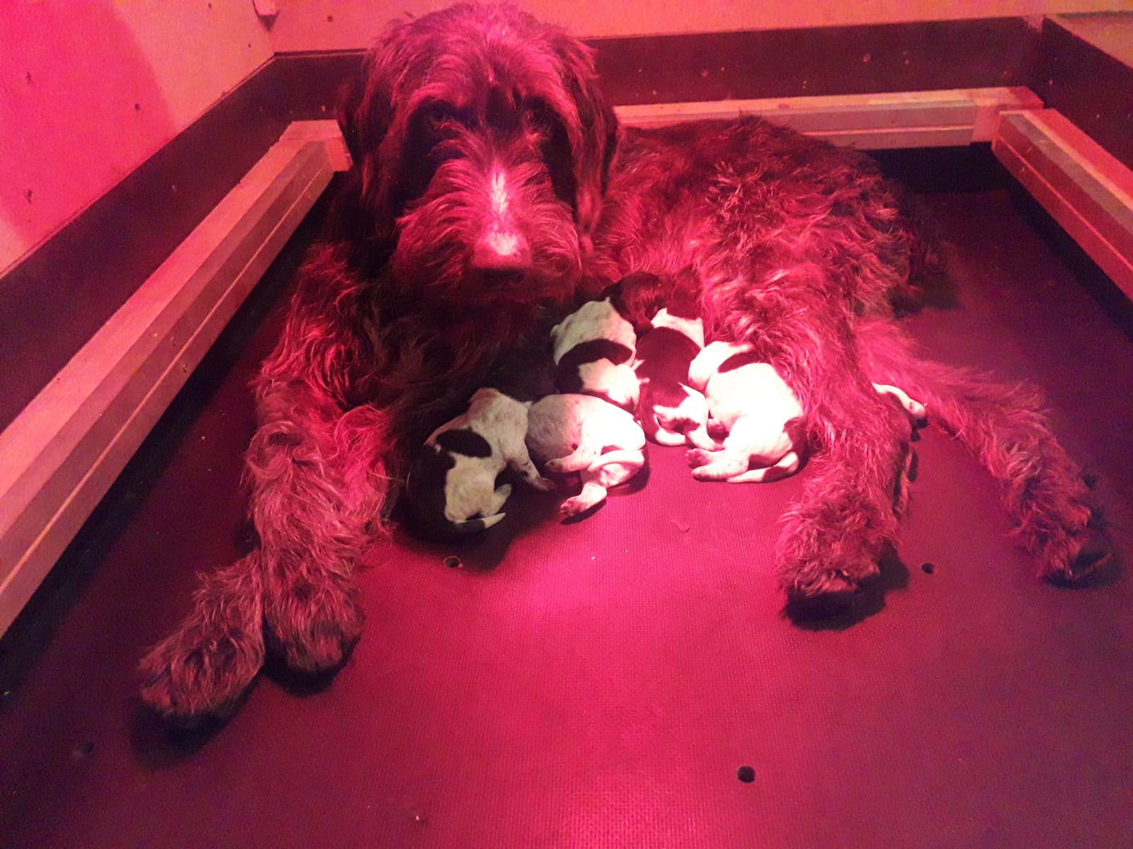 Dana vom Stocksberg mit dem H-Wurf 
Braunschimmel und Schwarzschimmel  